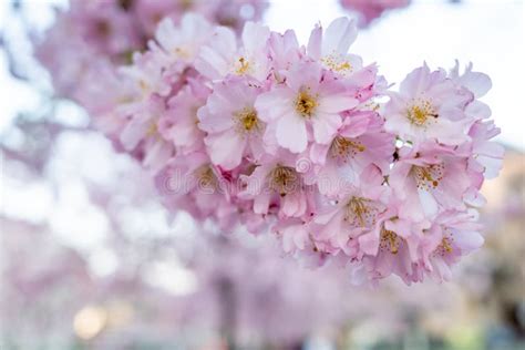 Blooming Japanese Cherry Blossom Small Branch On Bough Sakura Tree