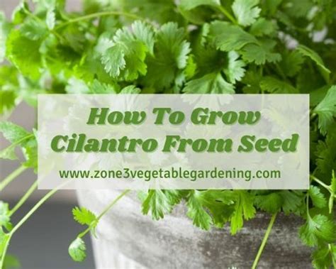 How To Grow Cilantro From Seed