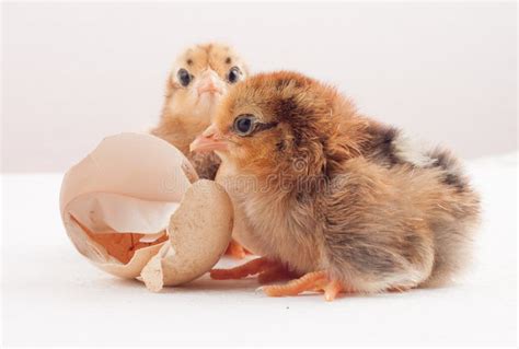 Newly Hatched Chick Stock Image Image Of Chick Agriculture 33024101