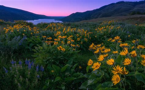 Columbia River And North America Sunset Spring Yellow And Blue Wild