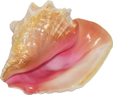 Nautical Beach Decor Jumbo Huge Bahama Queen Conch Seashell Pink