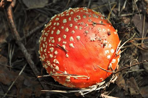 Hd Wallpaper Mushroom Amanita Poisonous Red Tasteless Poisoning