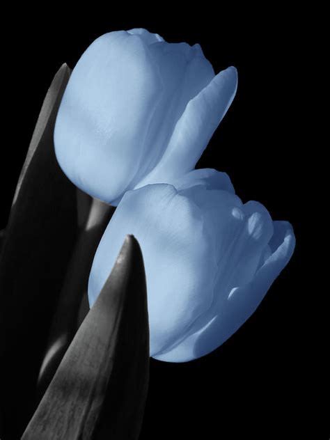 Light Blue Tulips Selective Coloring Photography Photograph By Johanna