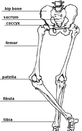 The bones of the leg are the femur, tibia, fibula and patella. The Skeletal System