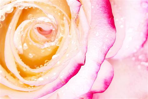 Macro Photo Of White Pink Rose With Water Drops Spring Nature Dew Drops