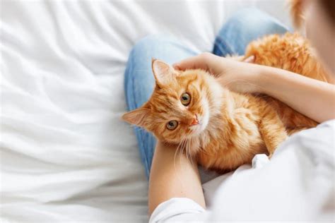 5 Steps To Hold A Cat Safely And Wrong Ways To Hold A Cat
