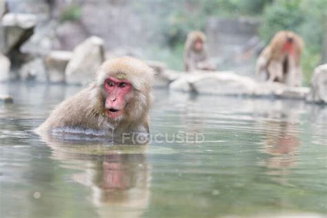Cute Monkey Taking Bath In Pond — Japan Funny Stock Photo 362736890