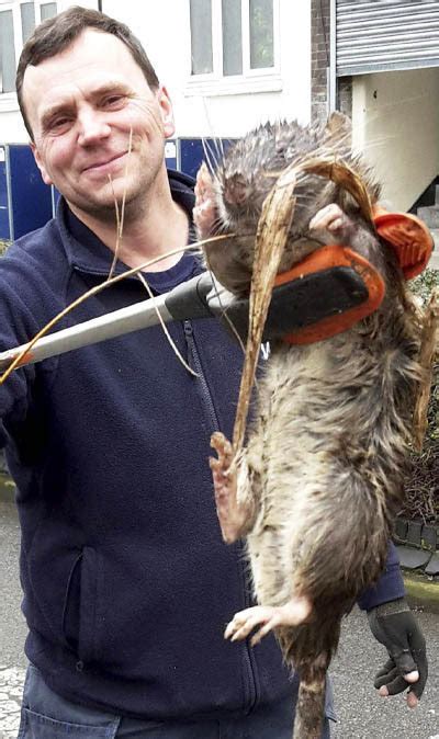 Super Rats Up To 4ft Long And Poison Resistant On The March In London