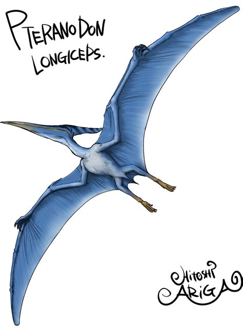 Draw the pteranodon's neck and body. PTERANODON by HitoshiAriga on DeviantArt