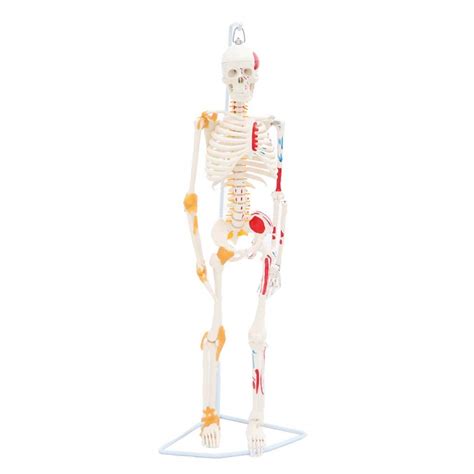 Buy Lxx 85cm Human Skeleton Anatomical Modelfull Body With Colored
