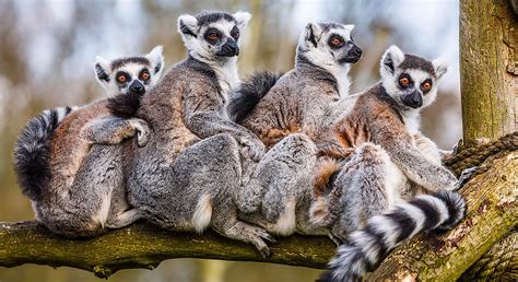 Lemurs are a monkey species endemic to madagascar. Magical Madagascar | Wilderness Travel