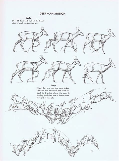 Pin By жъж On Ungulate Deer Drawing Animation Sketches Animal Sketches