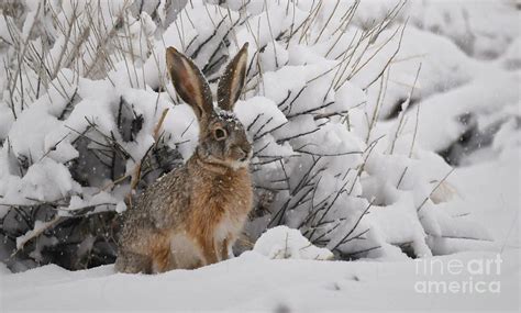 Rabbit In First Snow By Dennis Hammer Running In Snow First Snow