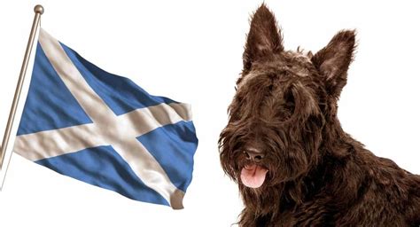 Scottish Dog Breeds The Beautiful Breeds That Originate In Scotland