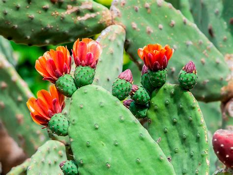 Pictures Of Prickly Pear Cactus Cactus Care Tips And How To Grow