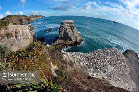 Muriwai Gannet Colony Morus Serrator By The Cliff In The Sunset At
