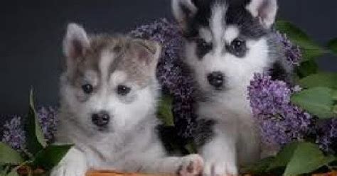 Husky puppies are loyal dogs who love their families. Cute&Cool Pets 4U: Siberian Husky Puppies Pictures