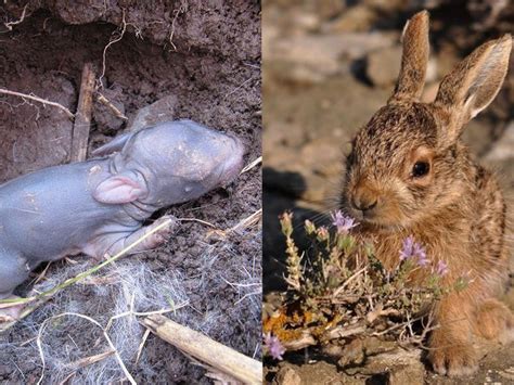 What Is The Difference Between Rabbits And Hares Characteristics And Behavior