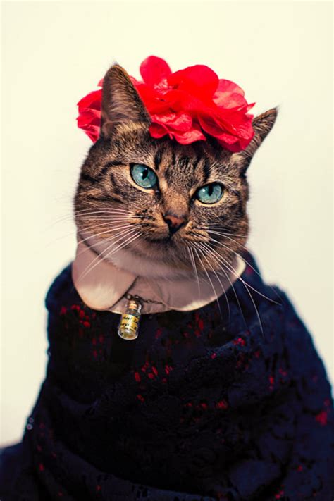 Meet Hummus The Cat Whose Leukemia Isnt Stopping Her
