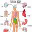 28 Major Body Organs – Prime Learn