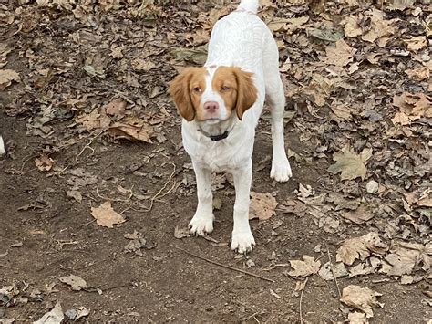 We always strive to make it a. Brittany Puppies For Sale | 131st Avenue, Wayland Township ...