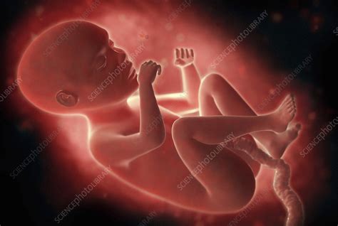 Human Foetus Inside The Womb Illustration Stock Image C0399359