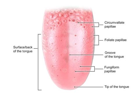 Illustration Anatomy Tongue Medicalgraphics