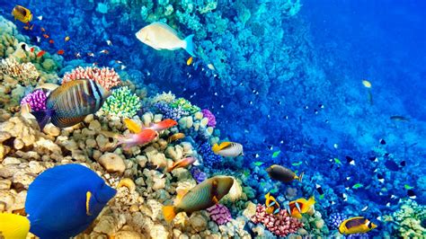 ¿por Qué Los Arrecifes De Coral Son Imprescindibles