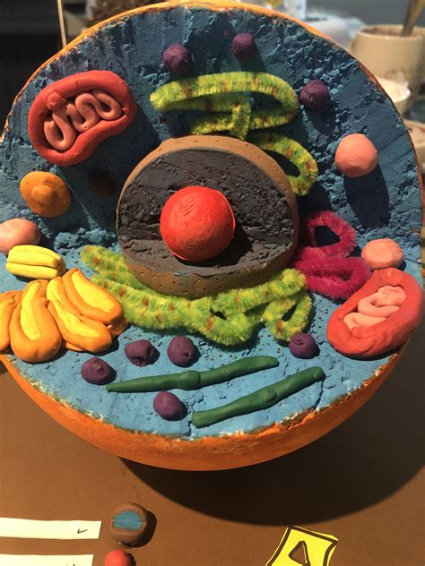 Animal cells are mostly round and irregular in shape while plant cells have fixed, rectangular shapes. Animal cell model science project | Cells project, Animal ...