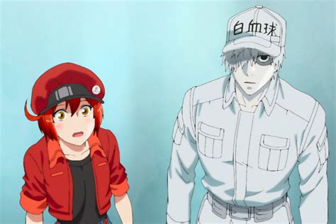 Cells At Work Season Episode Release Date Watch English Dub Online