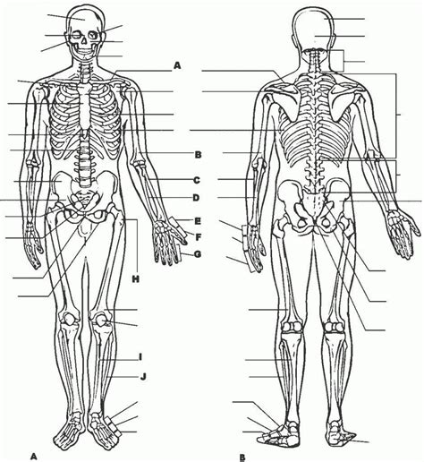 Free Printable Human Anatomy Diagrams Free Printable Templates