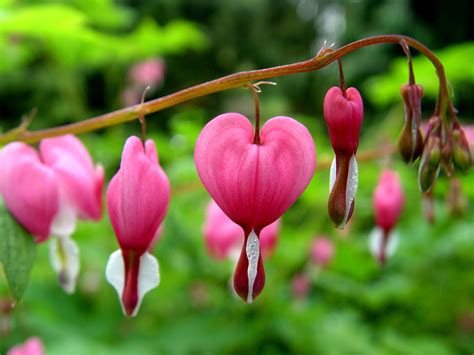 Pink Bleeding Heart Flower Images And Pictures Becuo