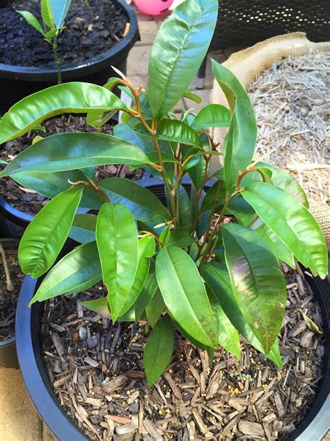 Rated 5.00 out of 5 based on 2 customer ratings. Buy Star Apple Fruit Trees - Chrysophyllum cainito