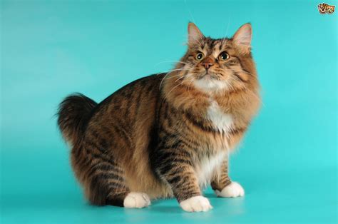 12 Large Cat Breeds That Make Lovely Pets Pets4homes