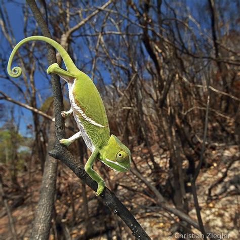 National Geographic On Instagram A Juvenile Two Banded Chameleon