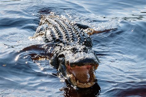 Our Encounter With A Massive Alligator In North Carolina Charlotte