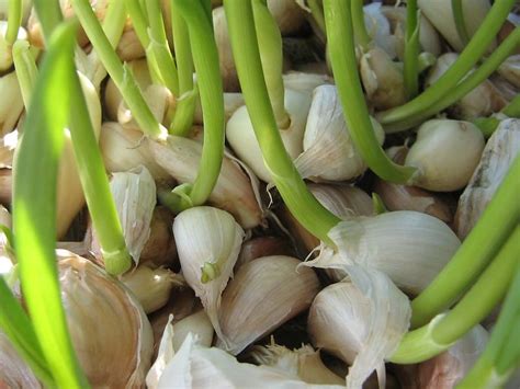 How To Grow Garlic Indoors In Water Or Soil In 2023 A Nest With A Yard