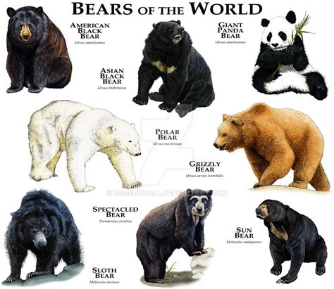 Pin By Wild Tales On Wildlife Bear Species Animals Beautiful Nature