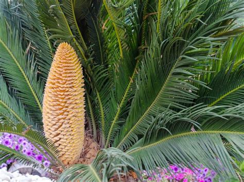 Sago Palm Flower Telling The Difference Between A Male And Female