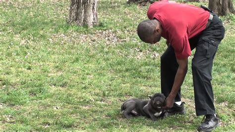 French bulldog potty training isn't easy. Guy Nashville Dog Trainer 102: Training A French Bulldog ...
