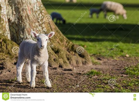 Spring Lambs Baby Sheep In A Field Stock Photo Image Of White Sunny