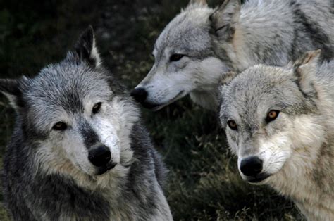 Wolves In Yellowstone Sanctuary The Pack