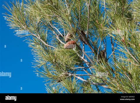 Detail Of Leaves Branches And Cones Of Aleppo Pine Pinus Halepensis