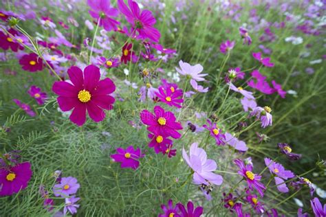 Cosmos Flowers Stock Image Image Of Outdoors Nature 49057485