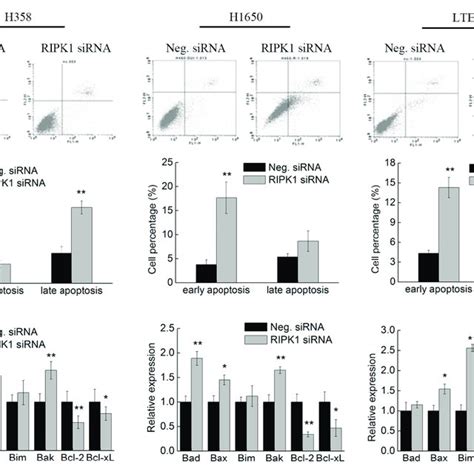 knockdown of ripk1 expression induces apoptosis of non small cell lung download scientific