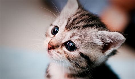 Kitties Are Adorable Cute Kitty