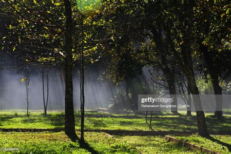 Sunlight Streaming Through Trees In Forest High Res Stock Photo Getty