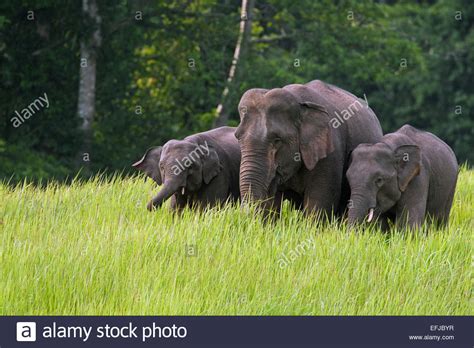 Elephant With Two Calves Stock Photos And Elephant With Two Calves Stock
