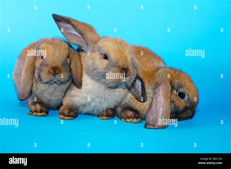 Cute Little Young Bunny Rabbit Lop Eared Dwarf Rabbits Stock Photo Alamy
