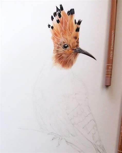 Drawing A Bird For The First Time It Is A Hoopoe Bird Rdrawing